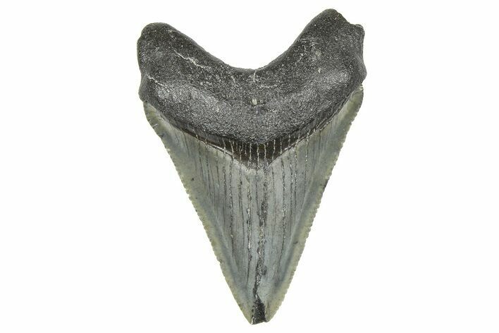 Juvenile Megalodon Tooth - South Carolina #359027